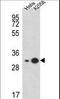 Ribosomal Protein S3A antibody, LS-C162742, Lifespan Biosciences, Western Blot image 