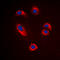 Stromelysin-2 antibody, LS-C356187, Lifespan Biosciences, Immunofluorescence image 