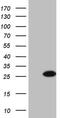 Bcl2 Modifying Factor antibody, MA5-26878, Invitrogen Antibodies, Western Blot image 