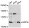 Ubiquitin Specific Peptidase 36 antibody, LS-C748177, Lifespan Biosciences, Western Blot image 