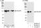Heterogeneous Nuclear Ribonucleoprotein U Like 1 antibody, A300-862A, Bethyl Labs, Immunoprecipitation image 