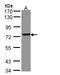 Serine/Threonine Kinase Like Domain Containing 1 antibody, LS-C186033, Lifespan Biosciences, Western Blot image 