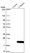 Chromosome 15 Open Reading Frame 40 antibody, NBP1-91716, Novus Biologicals, Western Blot image 