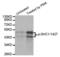 ShcA antibody, LS-C335920, Lifespan Biosciences, Western Blot image 