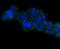 Heat Shock Protein Family A (Hsp70) Member 14 antibody, NBP2-67827, Novus Biologicals, Immunocytochemistry image 