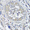 Vesicle-associated membrane protein 2 antibody, 14-457, ProSci, Immunohistochemistry frozen image 