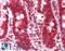 Calnexin antibody, LS-B11544, Lifespan Biosciences, Immunohistochemistry frozen image 
