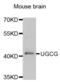 UDP-Glucose Ceramide Glucosyltransferase antibody, abx004829, Abbexa, Western Blot image 