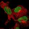 Epithelial Mitogen antibody, PA5-64953, Invitrogen Antibodies, Immunofluorescence image 