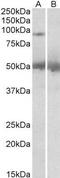 Ubiquitin Specific Peptidase 6 antibody, GTX24553, GeneTex, Western Blot image 