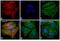 Mouse IgG (H+L) antibody, A-11032, Invitrogen Antibodies, Immunofluorescence image 