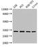 Homeobox protein SIX1 antibody, orb51598, Biorbyt, Western Blot image 