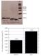 Peptidylprolyl Cis/Trans Isomerase, NIMA-Interacting 1 antibody, ADI-900-146, Enzo Life Sciences, Enzyme Linked Immunosorbent Assay image 