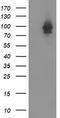 STAT5A antibody, CF502738, Origene, Western Blot image 