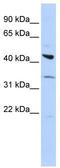 ADRB2 antibody, TA330310, Origene, Western Blot image 