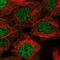 Bip antibody, NBP2-57105, Novus Biologicals, Immunofluorescence image 