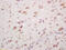 Purkinje cell protein 4 antibody, GTX51070, GeneTex, Immunohistochemistry paraffin image 