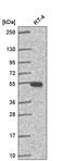 Glutathione Synthetase antibody, HPA059315, Atlas Antibodies, Western Blot image 