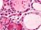 Histamine Receptor H1 antibody, orb85383, Biorbyt, Immunohistochemistry paraffin image 