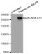Acetyl-CoA Carboxylase Alpha antibody, TA333156, Origene, Western Blot image 