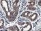 Heme Oxygenase 2 antibody, LS-C173460, Lifespan Biosciences, Immunohistochemistry frozen image 