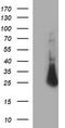 ChaC Glutathione Specific Gamma-Glutamylcyclotransferase 1 antibody, LS-C788418, Lifespan Biosciences, Western Blot image 