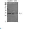 Nanos C2HC-Type Zinc Finger 1 antibody, LS-C813545, Lifespan Biosciences, Western Blot image 