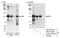 Probable transcription factor PML antibody, NB100-59787, Novus Biologicals, Western Blot image 
