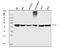 Eukaryotic translation initiation factor 3 subunit E antibody, M00481-1, Boster Biological Technology, Western Blot image 