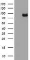Hdm2 antibody, LS-C175683, Lifespan Biosciences, Western Blot image 
