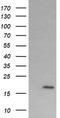 Cancer/Testis Antigen 1B antibody, LS-C174620, Lifespan Biosciences, Western Blot image 