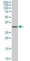 MOB Kinase Activator 3C antibody, H00148932-B01P, Novus Biologicals, Western Blot image 