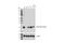 Visinin-like protein 1 antibody, 49468S, Cell Signaling Technology, Western Blot image 
