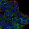 Chromosome 20 Open Reading Frame 194 antibody, NBP2-55754, Novus Biologicals, Immunocytochemistry image 