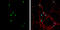 Neurogenin-2 antibody, GTX129258, GeneTex, Immunofluorescence image 