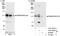 RNA Binding Motif Protein 25 antibody, A301-068A, Bethyl Labs, Western Blot image 