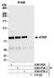 ATR Interacting Protein antibody, A300-670A, Bethyl Labs, Immunoprecipitation image 