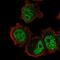 Zinc Finger Protein 717 antibody, PA5-60742, Invitrogen Antibodies, Immunofluorescence image 