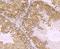 VPS26, Retromer Complex Component A antibody, NBP2-75709, Novus Biologicals, Immunohistochemistry paraffin image 