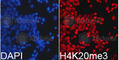 Histone Cluster 4 H4 antibody, A2372, ABclonal Technology, Immunofluorescence image 