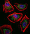 SRY-Box 4 antibody, abx031503, Abbexa, Immunofluorescence image 