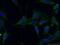 Beclin 1 antibody, 11306-1-AP, Proteintech Group, Immunofluorescence image 