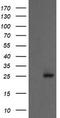 Proteasome Subunit Alpha 2 antibody, TA505470AM, Origene, Western Blot image 