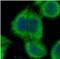 Caseinolytic Mitochondrial Matrix Peptidase Proteolytic Subunit antibody, FNab01772, FineTest, Immunofluorescence image 