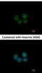 Spermatogenesis And Oogenesis Specific Basic Helix-Loop-Helix 2 antibody, NBP2-20453, Novus Biologicals, Immunofluorescence image 