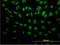 Polypyrimidine Tract Binding Protein 3 antibody, LS-C105091, Lifespan Biosciences, Immunofluorescence image 