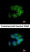 CDC42 Binding Protein Kinase Alpha antibody, orb73545, Biorbyt, Immunofluorescence image 