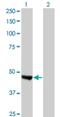 WAPL Cohesin Release Factor antibody, H00023063-M02, Novus Biologicals, Western Blot image 