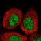 UBX Domain Protein 2B antibody, HPA045278, Atlas Antibodies, Immunofluorescence image 