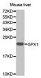 Glutathione Peroxidase 1 antibody, MBS125107, MyBioSource, Western Blot image 